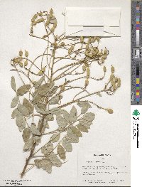 Styphnolobium japonicum image