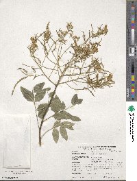 Styphnolobium japonicum image