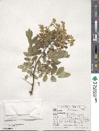 Styphnolobium japonicum image