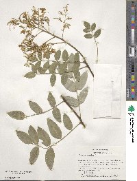 Styphnolobium japonicum image