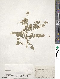 Styphnolobium japonicum image