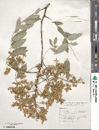 Styphnolobium japonicum image