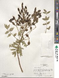 Styphnolobium japonicum image