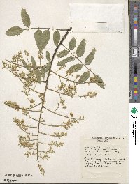 Styphnolobium japonicum image