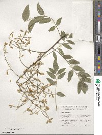 Styphnolobium japonicum image