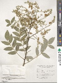 Styphnolobium japonicum image