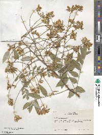 Styphnolobium japonicum image