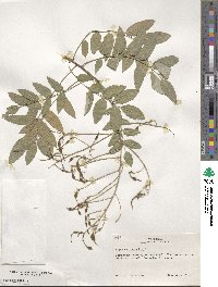 Styphnolobium japonicum image