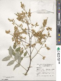 Styphnolobium japonicum image