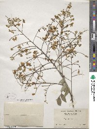 Styphnolobium japonicum image