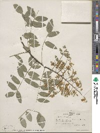 Styphnolobium japonicum image