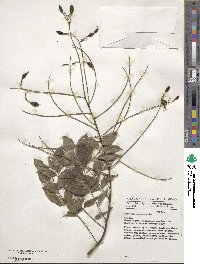 Styphnolobium japonicum image