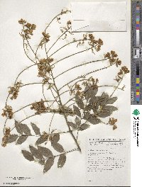 Styphnolobium japonicum image