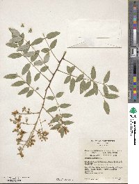 Styphnolobium japonicum image