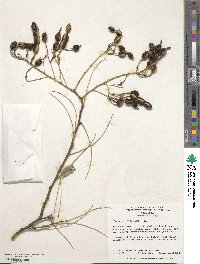 Styphnolobium japonicum image