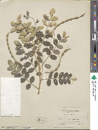 Styphnolobium japonicum image