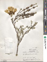 Sophora microphylla image