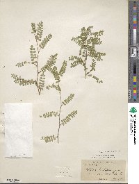 Sophora microphylla image