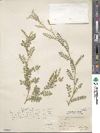 Sophora microphylla image