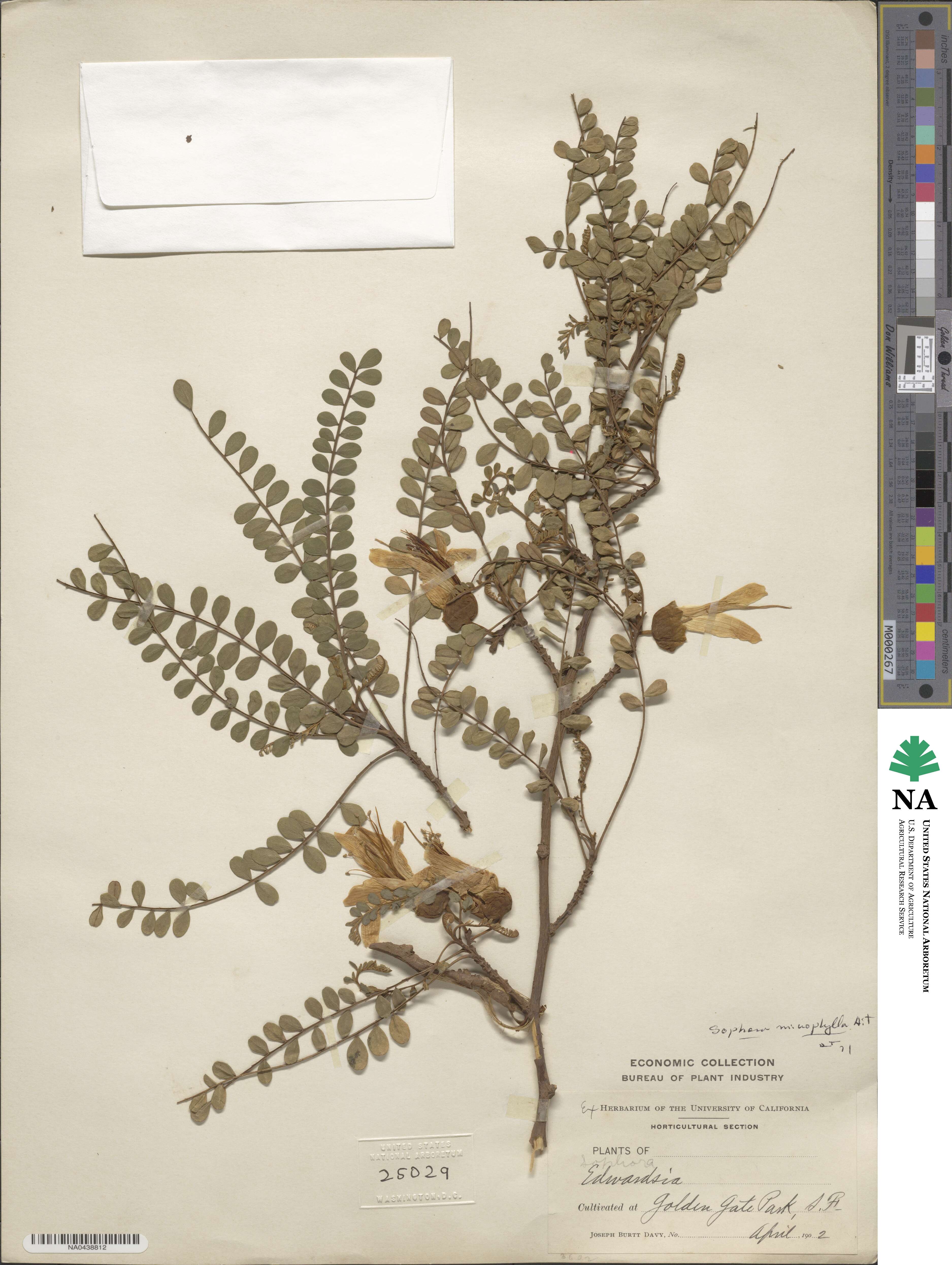 Sophora microphylla image