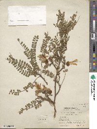 Sophora microphylla image