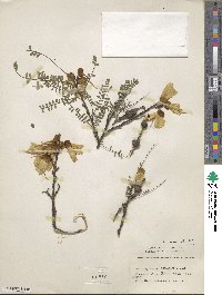 Sophora microphylla image