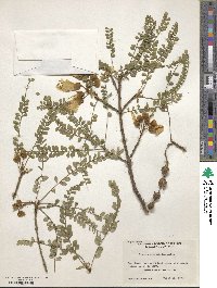 Sophora microphylla image