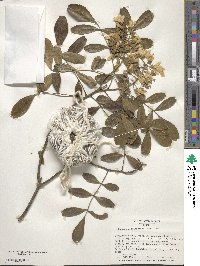 Dermatophyllum secundiflorum image