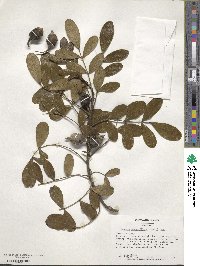 Dermatophyllum secundiflorum image