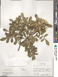 Dermatophyllum secundiflorum image