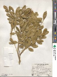 Dermatophyllum secundiflorum image