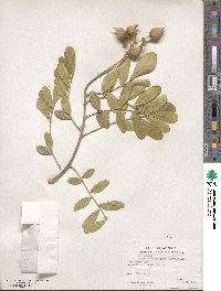 Dermatophyllum secundiflorum image