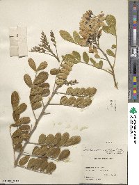 Dermatophyllum secundiflorum image