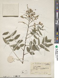 Styphnolobium japonicum image