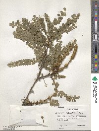 Sophora tetraptera image