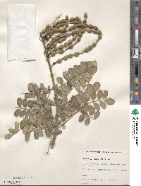 Sophora tomentosa image