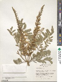 Sophora tomentosa image