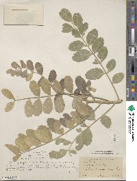 Sophora tomentosa image