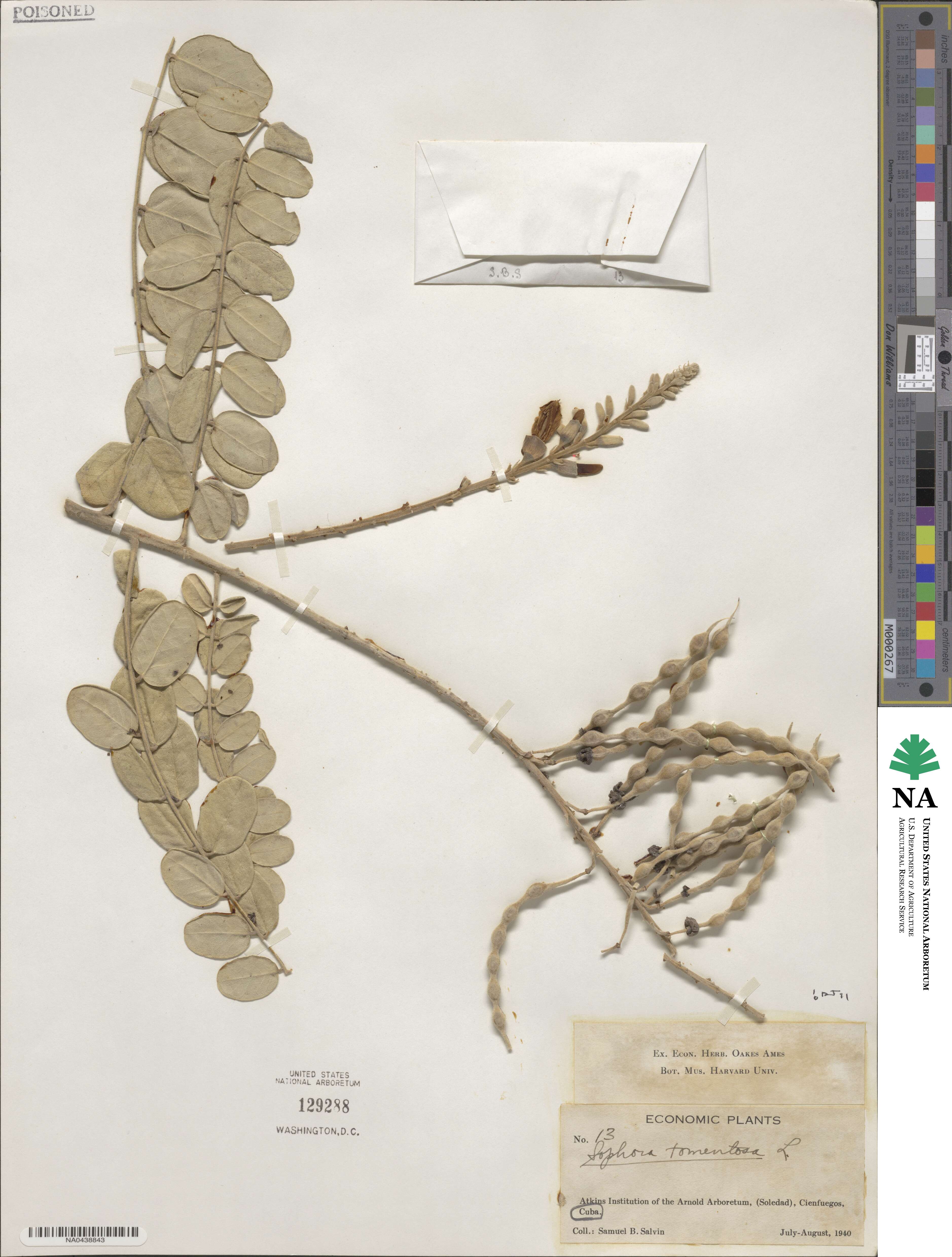 Sophora tomentosa image