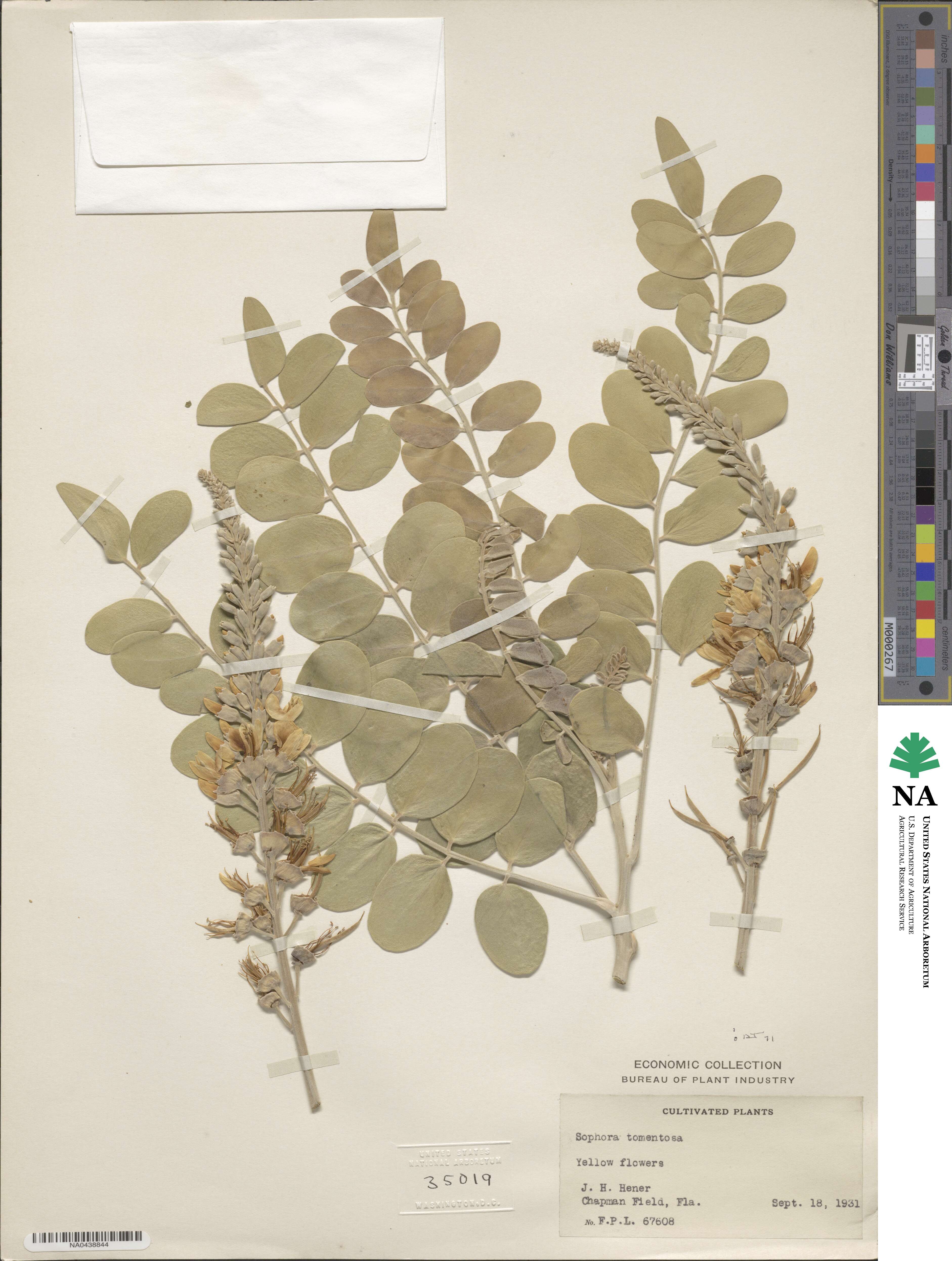 Sophora tomentosa image