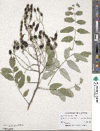 Styphnolobium japonicum image