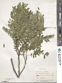 Image of Sophora koreensis