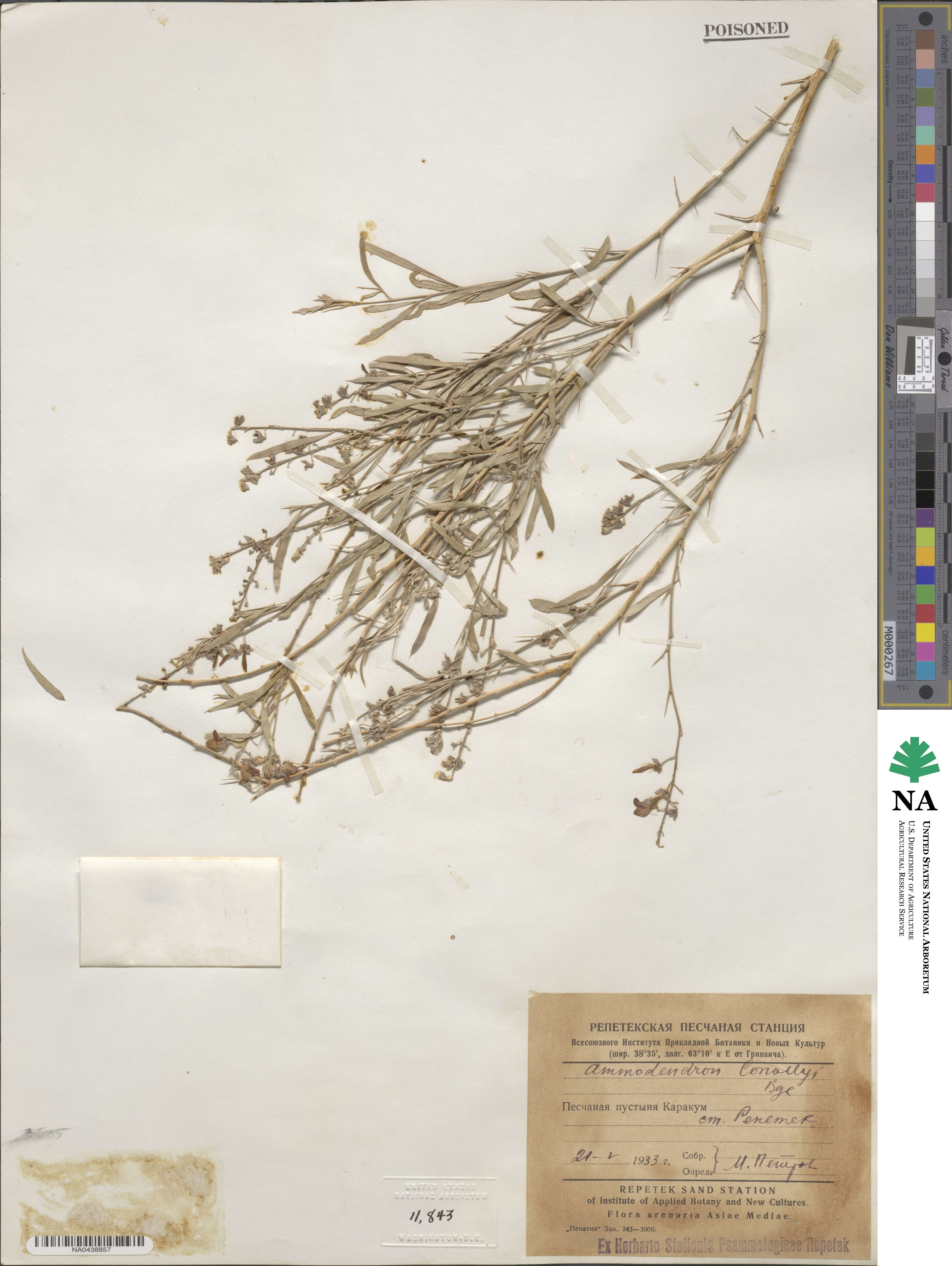 Ammodendron conollyi image