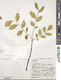 Cladrastis kentukea image