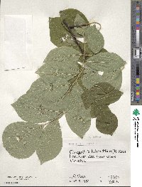 Cladrastis kentukea image