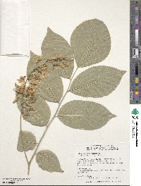 Cladrastis kentukea image