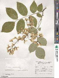 Cladrastis kentukea image