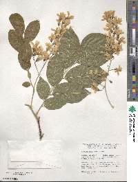 Cladrastis kentukea image