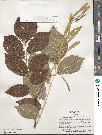 Cladrastis kentukea image