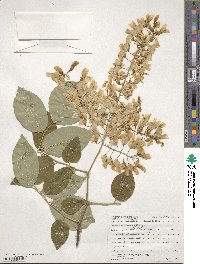 Cladrastis kentukea image